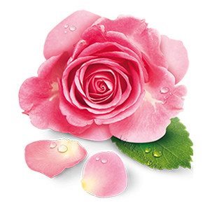 Tinh dầu hoa hồng đã trở thành một sản phẩm vô cùng phổ biến và được sử dụng rộng rãi trong các liệu pháp thể chất và tinh thần. Sản xuất từ những bông hoa hồng trắng tinh khiết và chất lượng, tinh dầu này sẽ giúp bạn cảm thấy thư giãn và tươi trẻ hơn mỗi ngày.