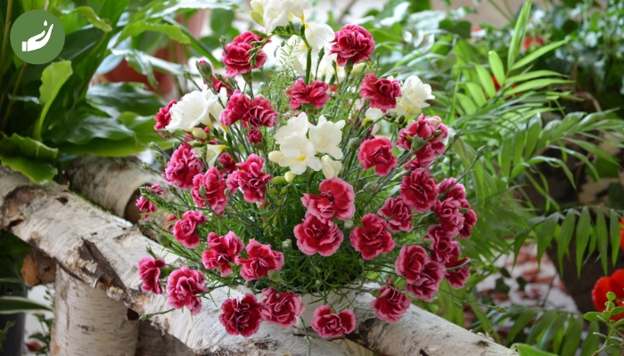 Cách chăm sóc hoa cẩm chướng đẹp tươi tốt
