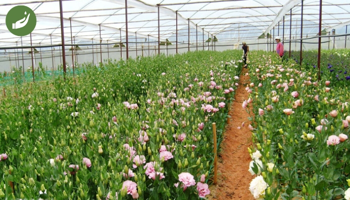 Cách trồng hoa cẩm chướng