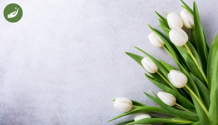 Cách trồng và chăm sóc hoa tulip