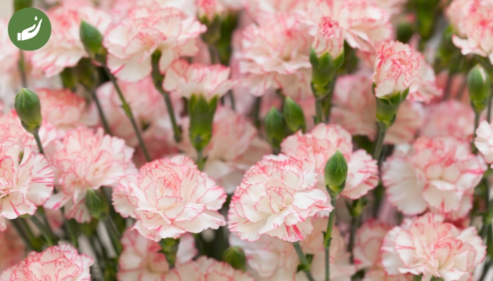 Đôi nét về loài hoa cẩm chướng