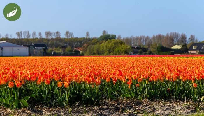 Hoa tulip cam