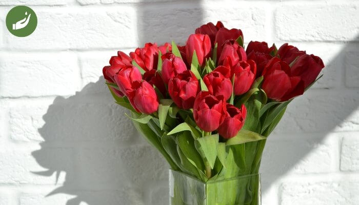 Hoa tulip đỏ