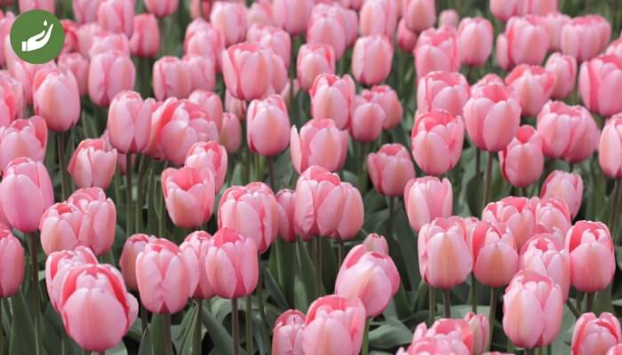 Những lưu ý khi trồng hoa tulip 