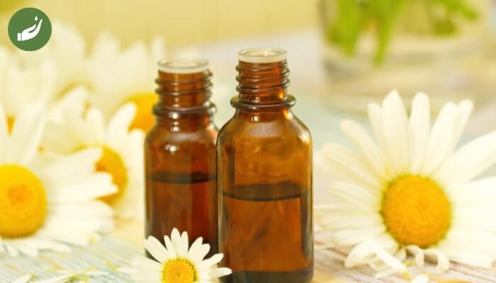 Tinh dầu hoa cúc - Hiệu quả an thần, dễ ngủ