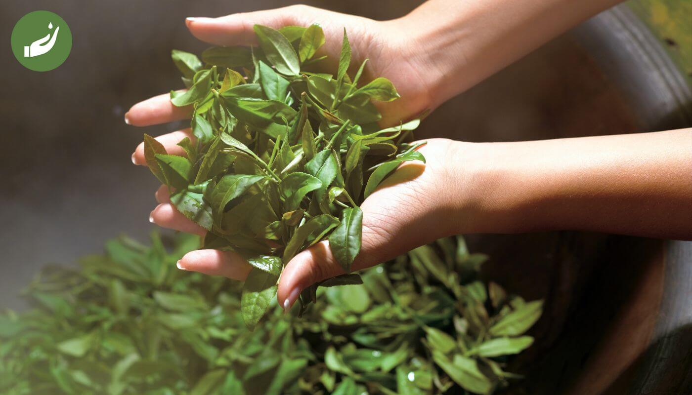 Lá trà xanh có tác dụng thải độc và khử mùi tốt
