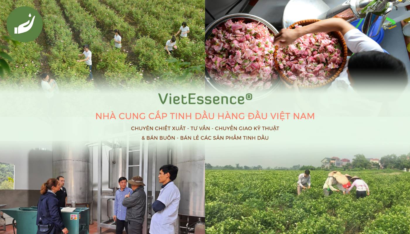 Công ty tinh dầu Việt Nam Vipsen