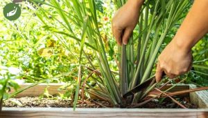 Hướng dẫn cách trồng cây sả chanh đúng cách và đơn giản tại nhà